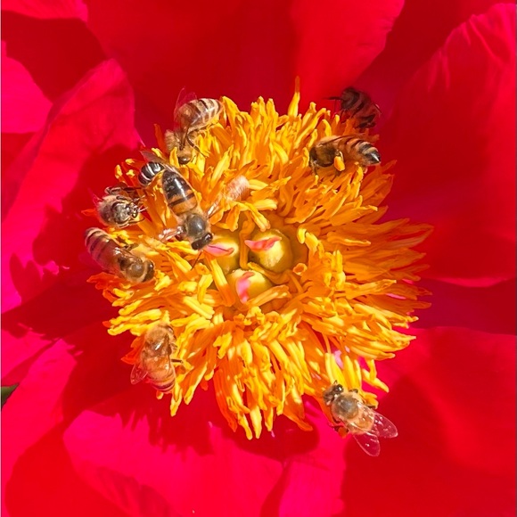 goldenslumber